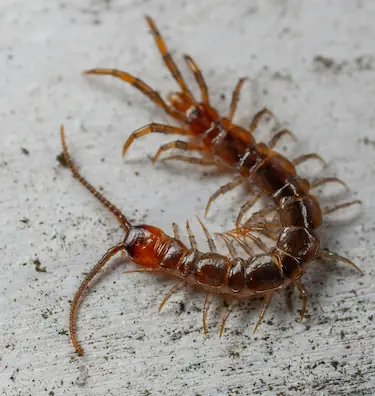 centipede